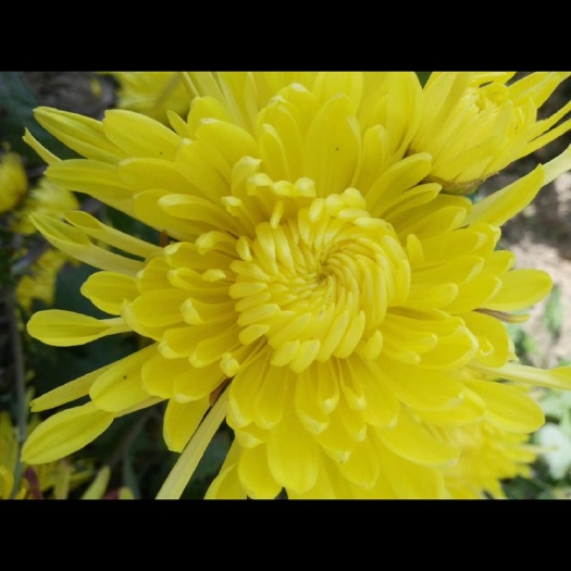 亳州金丝皇菊苗
