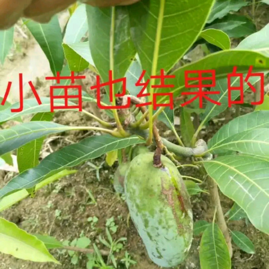 灵山县金煌芒果苗 金煌苗