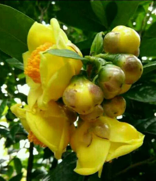 防城港 防普金花茶