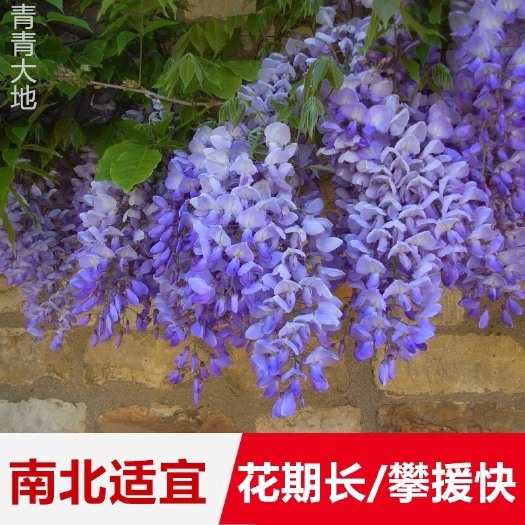 沭阳县重瓣紫藤 0.5~1米 1公分以下