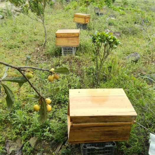 安溪县荔枝蜜 塑料瓶装 95%以上 1年 