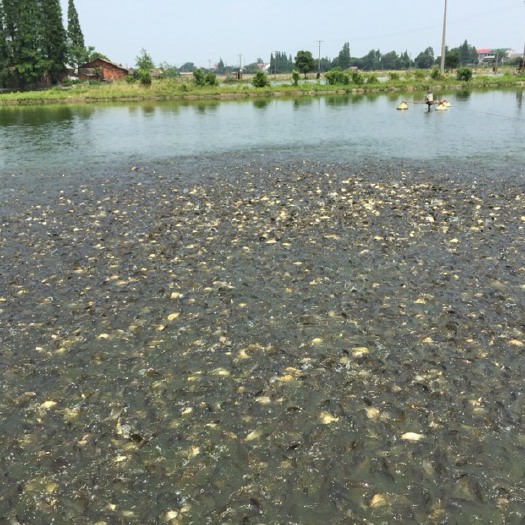 湘阴县鲫鱼苗