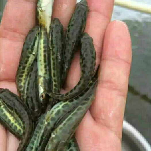 眉山黑鱼苗 