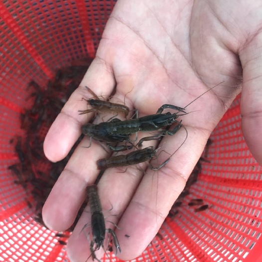 广州澳洲龙虾苗