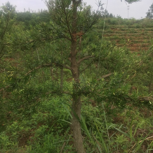 信丰县小叶罗汉松 有需要的请联系我