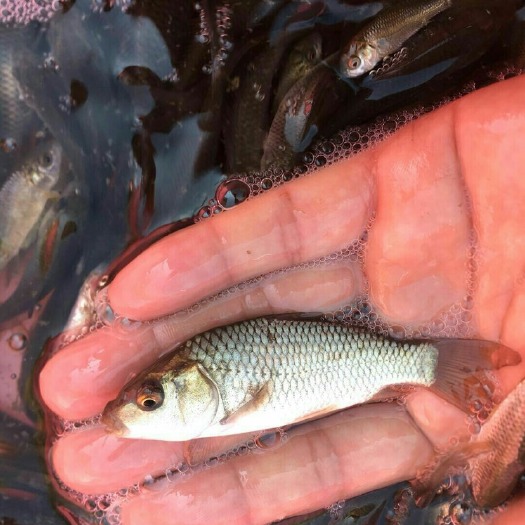 眉山鲤鱼苗 