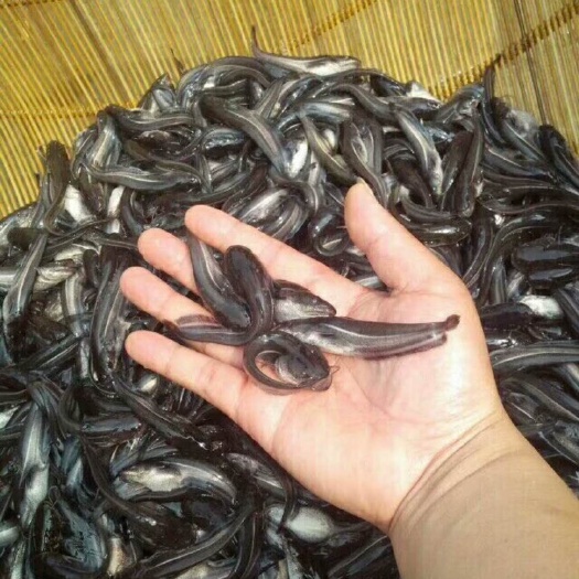 眉山鲶鱼苗 