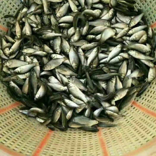 眉山鲫鱼苗