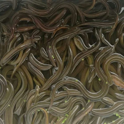 眉山华丰9号黄鳝苗 