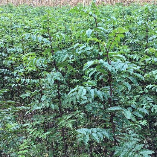 西和县大红袍花椒苗