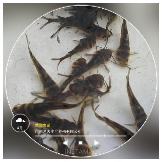 佛山黄颡鱼苗