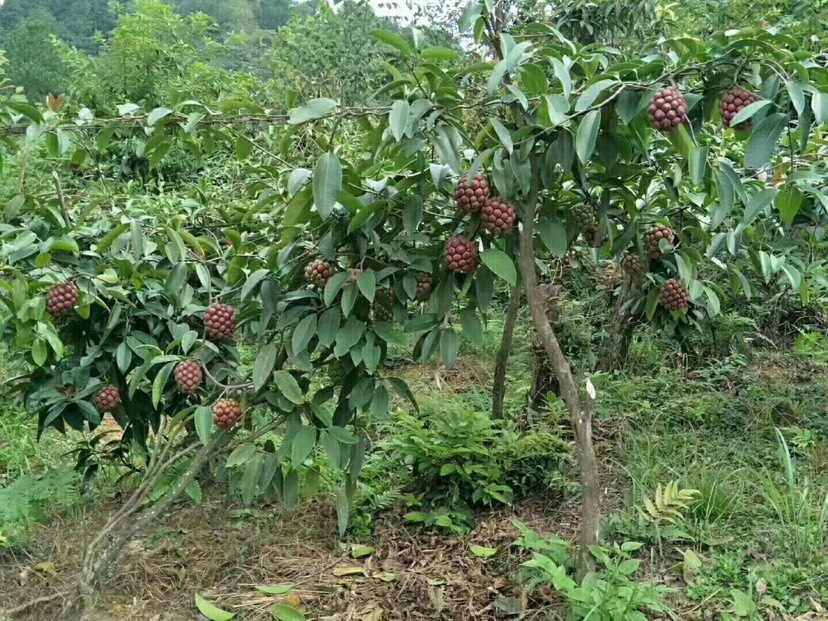  黑老虎苗 布福娜苗 粉红 紫黑60-80cm壮苗自产价格优惠