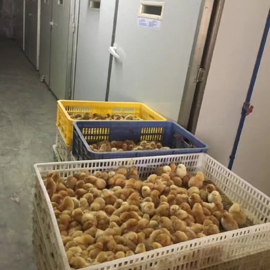 和平县土鸡苗 优质