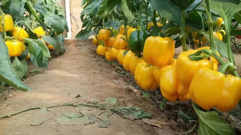 寿光市彩椒苗 8～10片真叶