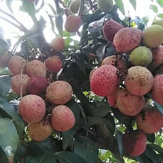 灵山县三月红荔枝苗  ，最早熟的荔枝品种，3月可以上市