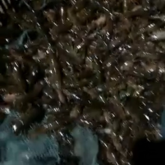 监利市龙虾苗