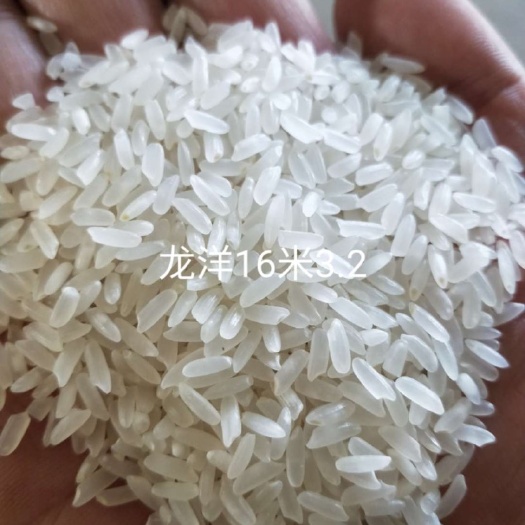 明水县稻花香 中稻 