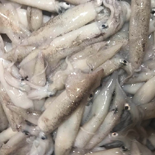 福州美国加州鱿鱼 