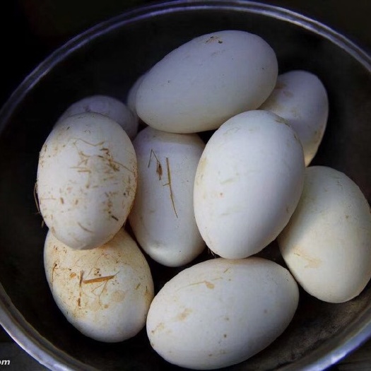 福州鲜鹅蛋 食用 箱装 