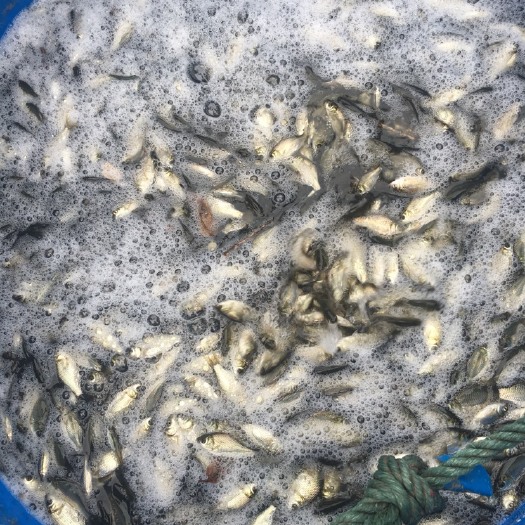 绵阳鲫鱼苗