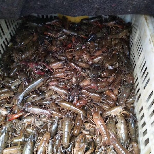 金湖县龙虾苗 