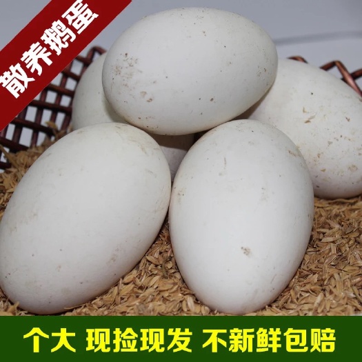 诏安县狮头鹅蛋 箱装 食用