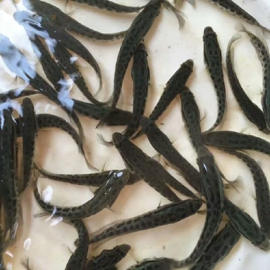 清远乌鳢苗  生鱼苗，乌鱼苗，杂交黑鱼苗，乌丰鱼苗，杂交生鱼苗，一手货源