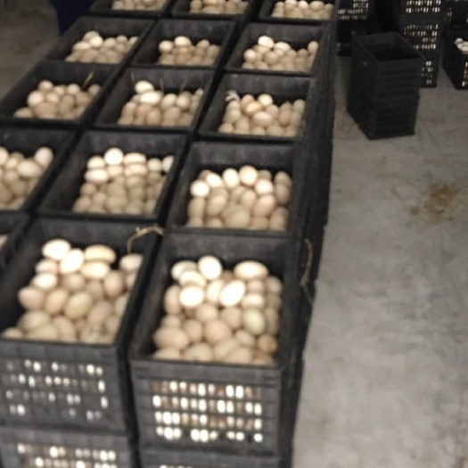 天长市鲜鹅蛋 食用 箱装