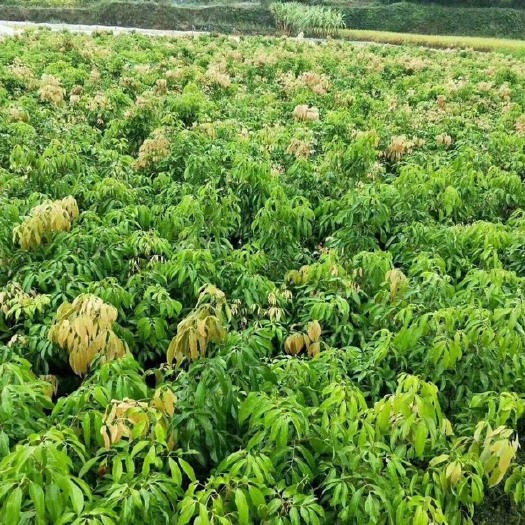 灵山县无核荔枝苗 