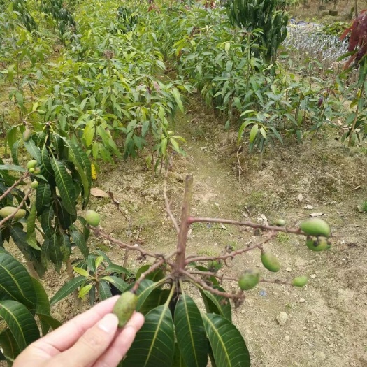 灵山县桂七芒果苗 