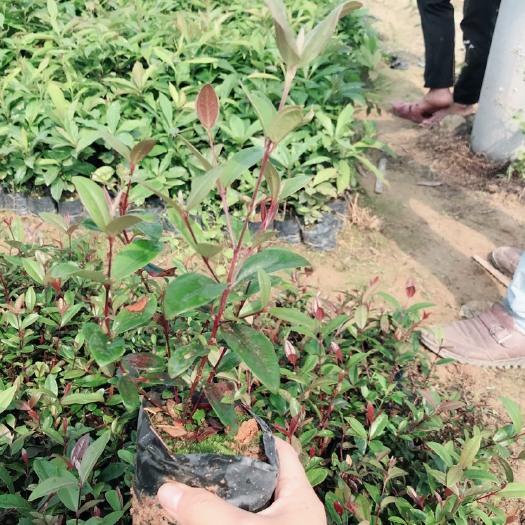 灵山县桃金娘苗 0.5米以下 