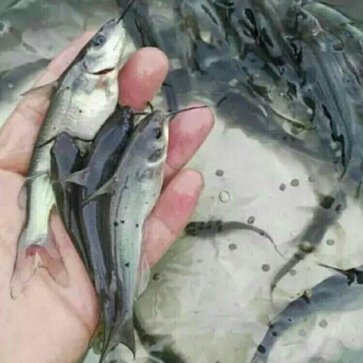 青鱼苗  产地直销，货到付款，技术指导，包邮