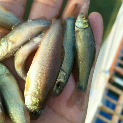 镇沅县丁桂鱼苗  产地直销，货到付款。技术指导，包邮