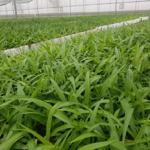 大理市紫花白芨苗 云南纯紫花白芨组培苗