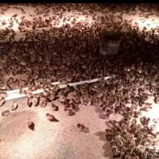 重庆市青脚土鸡苗 统货