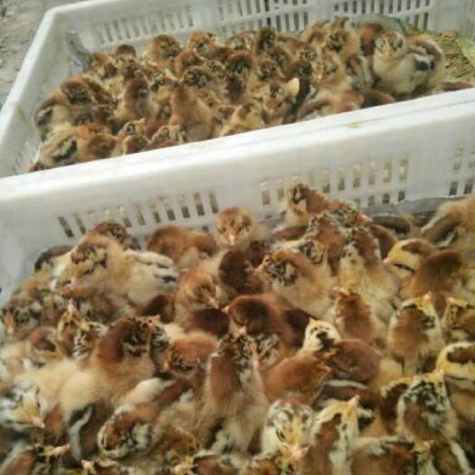重庆市青脚土鸡苗 统货