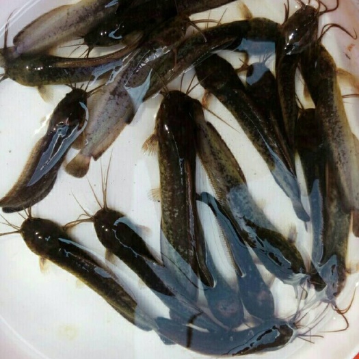眉山革胡子鲶鱼苗