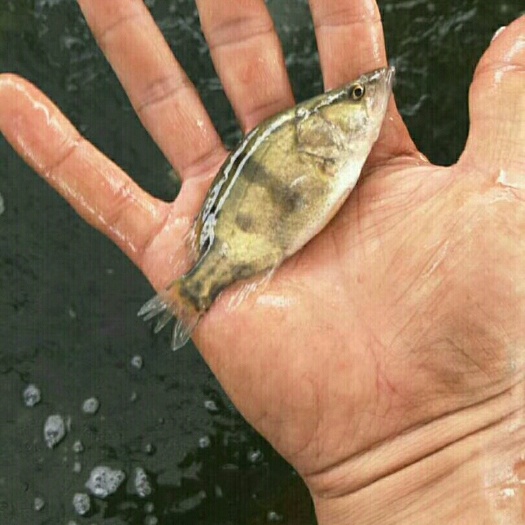 桂鱼苗  产地直销，货到付款，包邮，技术指导