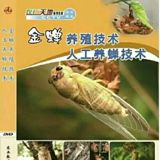 宁陵县金蝉 