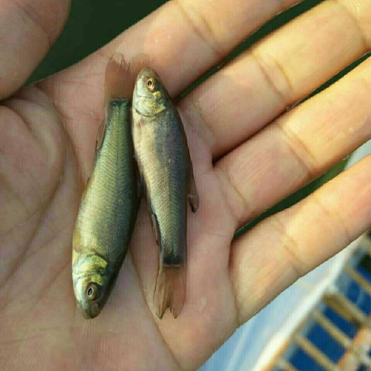 眉山丁桂鱼苗 