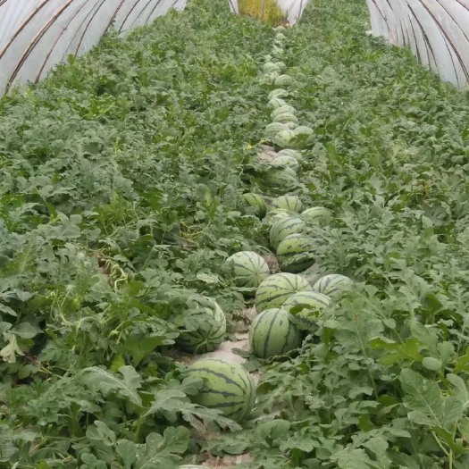 沅江市麒麟西瓜 有籽 1茬 9成熟 10斤打底