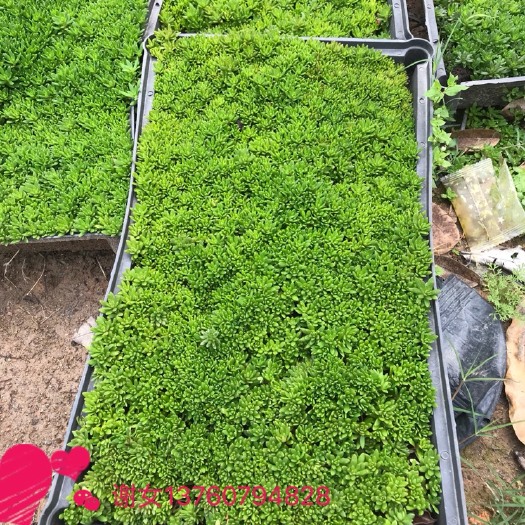 广州佛甲草  50*30厘米
，6盆一个平方，纯椰糠种植