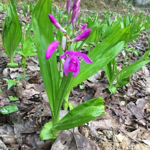 五峰县紫花白芨苗 