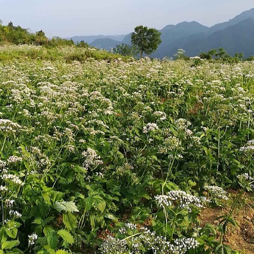 江口县缬草