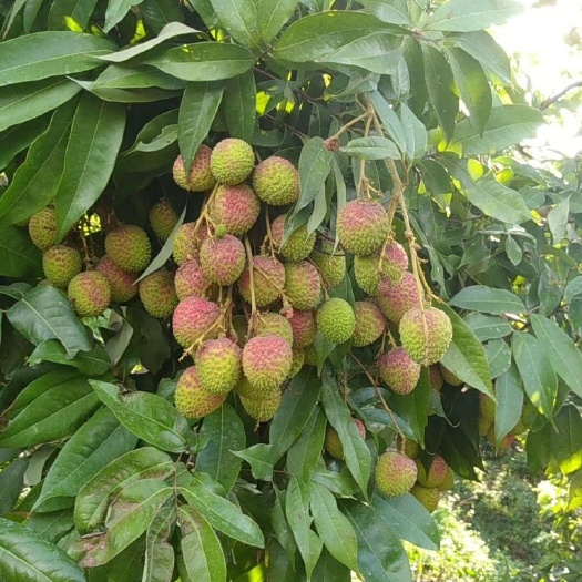 深圳妃子笑荔枝 2cm