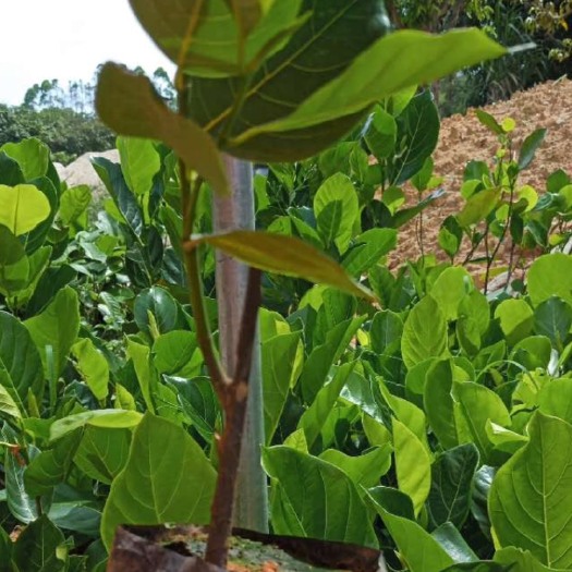 灵山县马来西亚一号菠萝蜜苗 