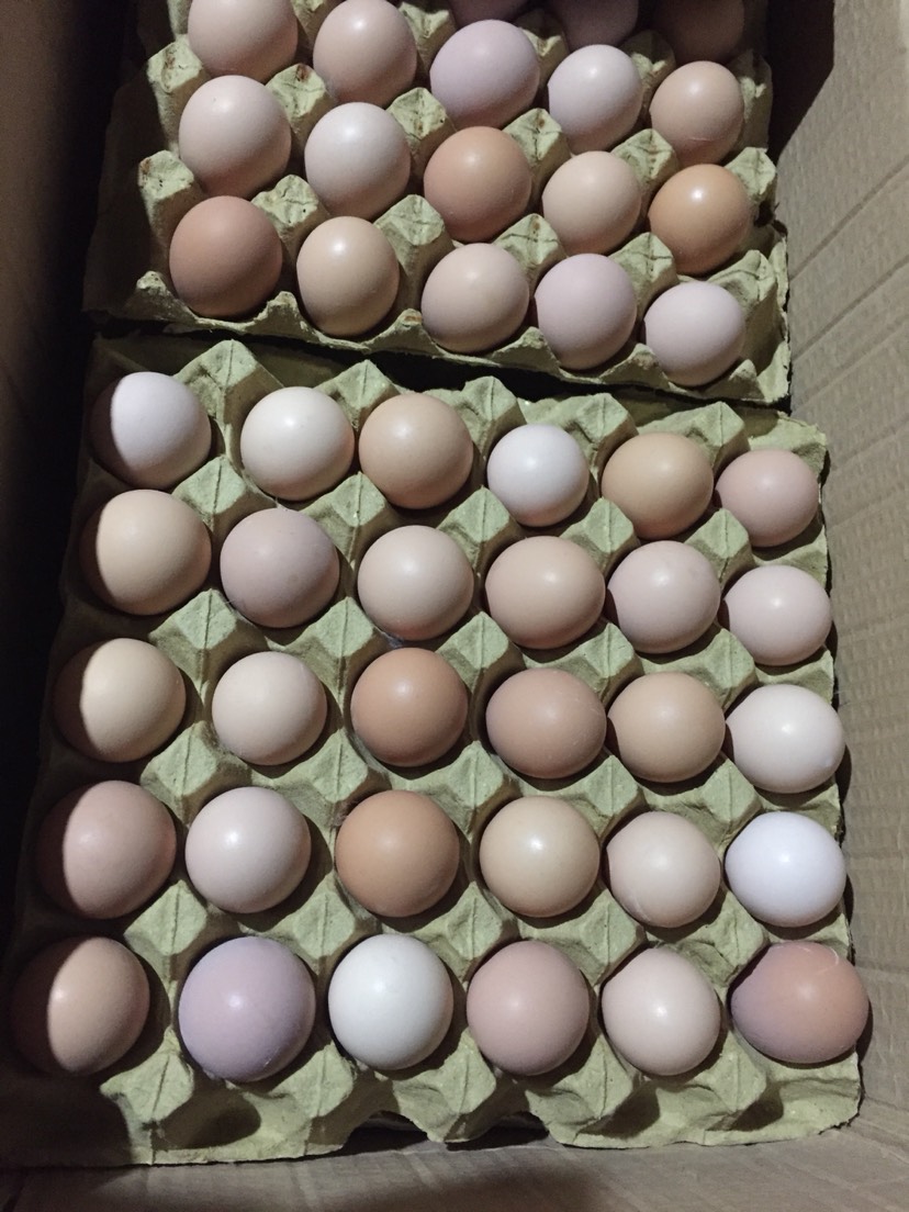 粉壳蛋常年供应开产蛋双色粉蛋