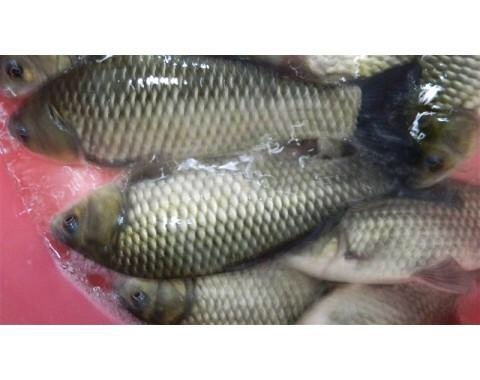 广元湘云鲫 人工养殖 0.25-1公斤 