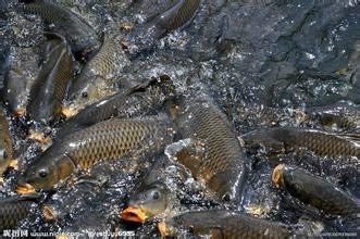 广安池塘鲤鱼 人工养殖 0.5-2.5公斤
