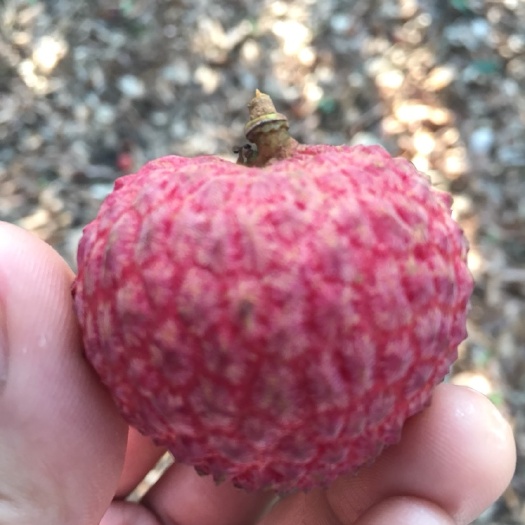 广州六月糯米糍荔枝